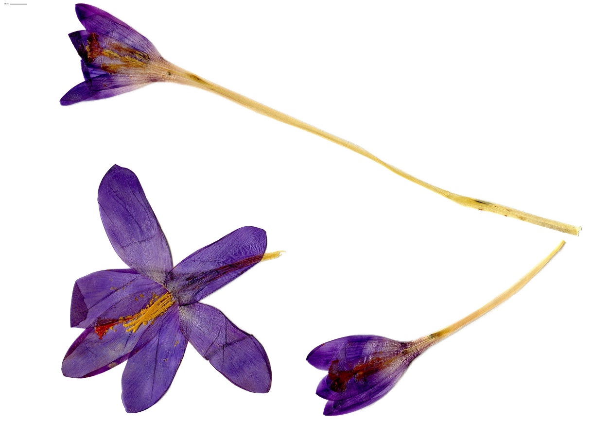 Crocus nudiflorus (Iridaceae)